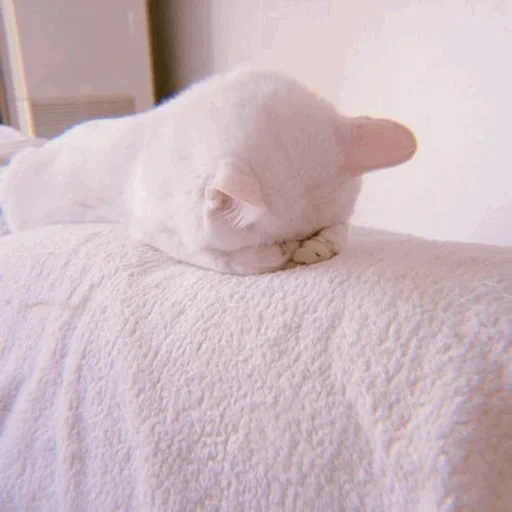 die katze, die katze, die katze, die weiße katze, schläfrig weiße katze