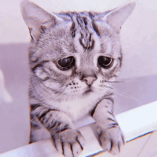 o gato está triste, gato triste, gato triste, um gato triste, o gato com olhos tristes