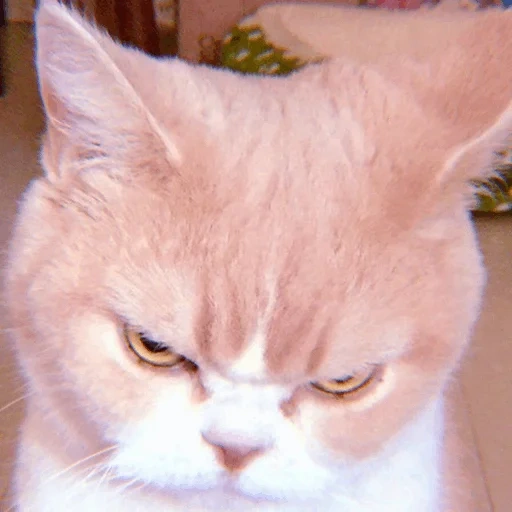 cat, angry cat, gloomy cat, dissatisfied cat, a displeased cat