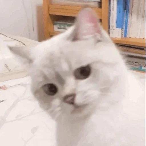 кошка, лицо кота мем милый, милый котик мем, мемный котик, белый кот мем