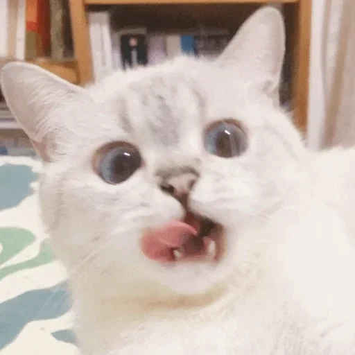 мемный котик, милые котики, белый кот мем, котик, кот мем