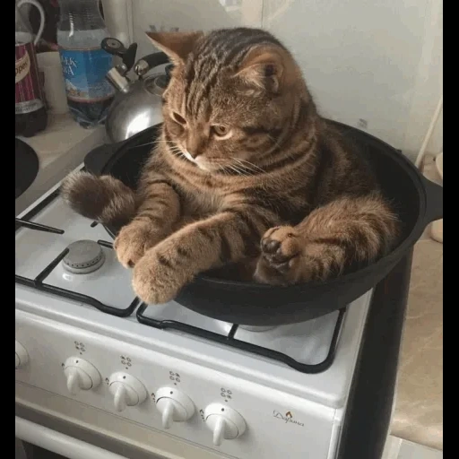 kucing lucu, kucing, kucing lucu lucu, kucing dalam pan, kucing lucu