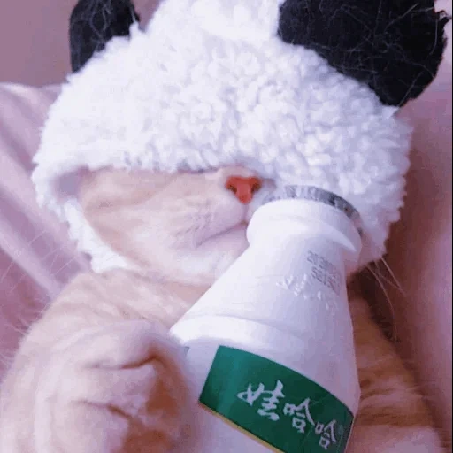 beaux chats, chat, animaux chers, chat, dr zoo calm cat spray-corrector pour chatons et chats