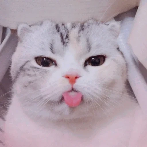 lovely cats, cat cute, cat with tongue leaned, cat, cats