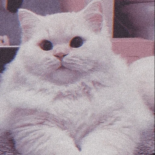 gato blanco esponjoso, gato esponjoso, lindos gatos gordos, gato blanco