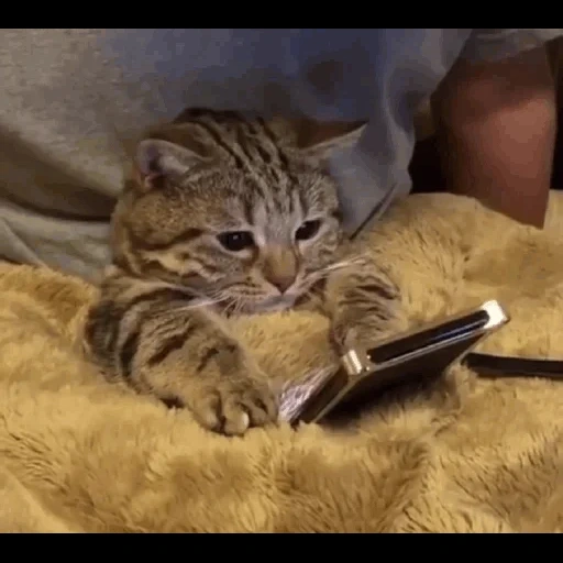 gato divertido, cat, un gato con un teléfono, cats llorando, gato llorando con un teléfono