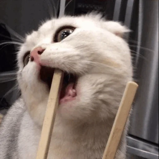 cat with a stick, cat, a cat with a wand in the mouth, let's try the cat, cat cat