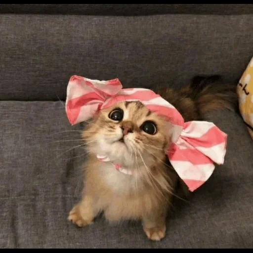 kitten with a bow, lemo cat, cat with a bow, cat with a bow, a cat with a bow