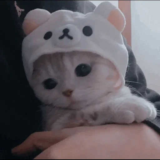 cute cats, cute cats in hats, animals dear, cute kittens, cat cute cats