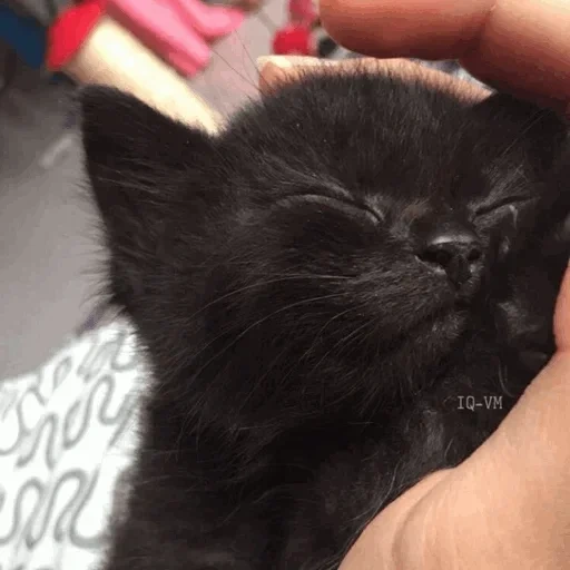 черный котенок, сонный черный котенок, новорожденный черный котенок, котик, британские котята черные