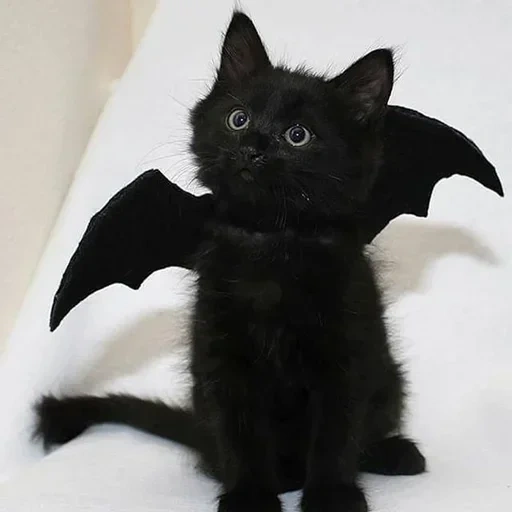 black cat, black kitten, black cat with wings, black mouse black, cat bat mouse