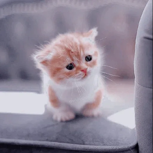 gatti carini, adorabili, kittens affascinanti, gatto exot piccolo, muso molto carino