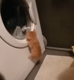 hilarant cat, un drôle de phoque, animal ridicule, gif machine à laver, chat devant la machine à laver