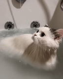 gato, gato al baño, el gato es el baño, gato del baño, baño de gato blanco