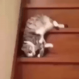 cat, cat, cat, cat cat, the cat is a staircase