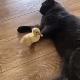 cat, duck, duckling, cat duck fight, jokes animals