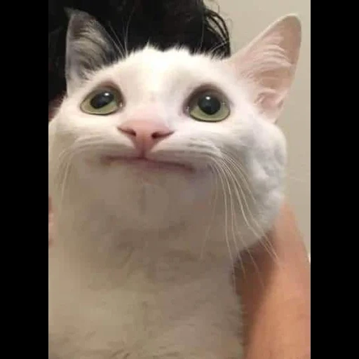 кошка, кот мем, smiling cat meme, улыбающийся кот мем, кот мем маленьком кач