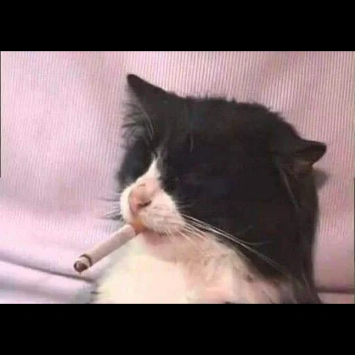 кошка, курящий кот, кот сигаретой, обкуренный кот, котик сигаретой