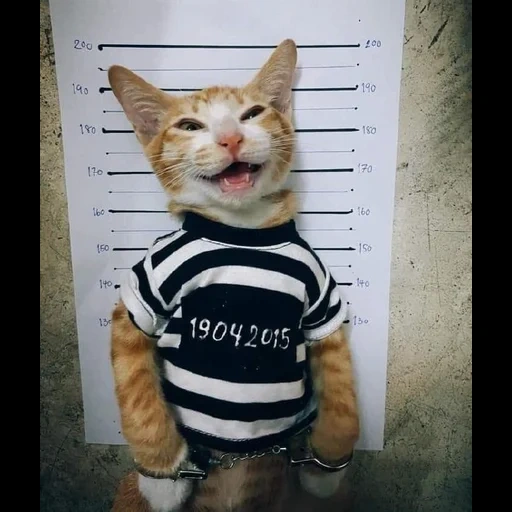 кот, кошка, кот кот, животные милые, кот заключенный