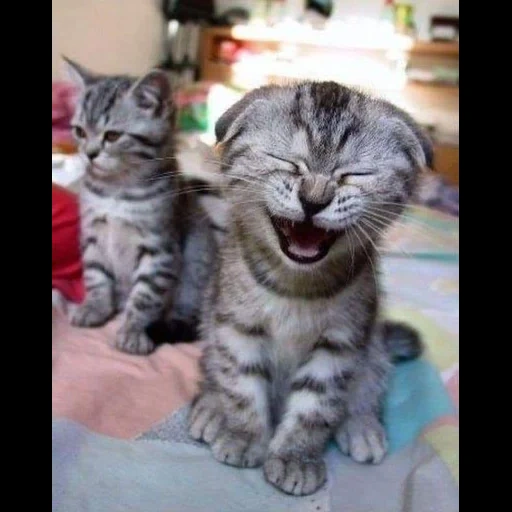 кот, кот смеется, котенок смеется, коты смех до слез, мем кот по ржать смеется