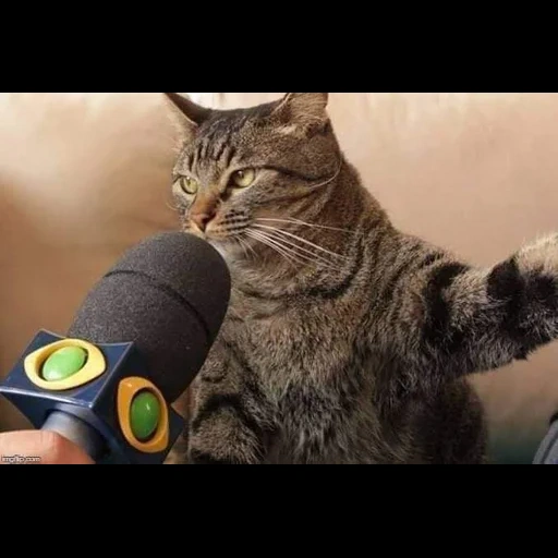кот, кот интервью, кот микрофоном, кот микрофоном мем, мем где кот микрофоном