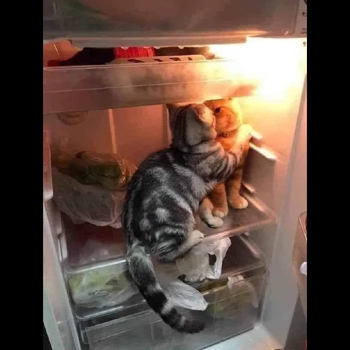 кот, кошка, смешные котики, смешные животные, кот холодильнике