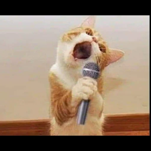 кот, кот поет, кот микрофоном, кот поет микрофон, смешные животные коты