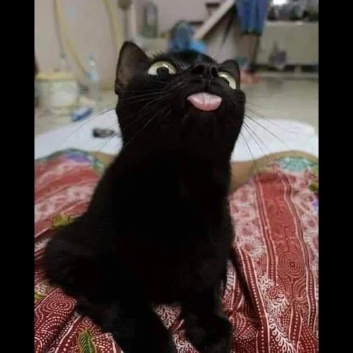 cat, кот, кошки, черный кот, смешной черный кот