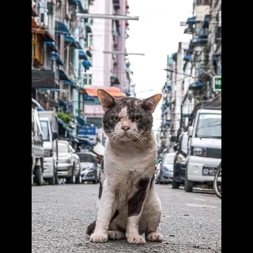 кот, кошка, уличный кот, бездомный кот, уличная кошка