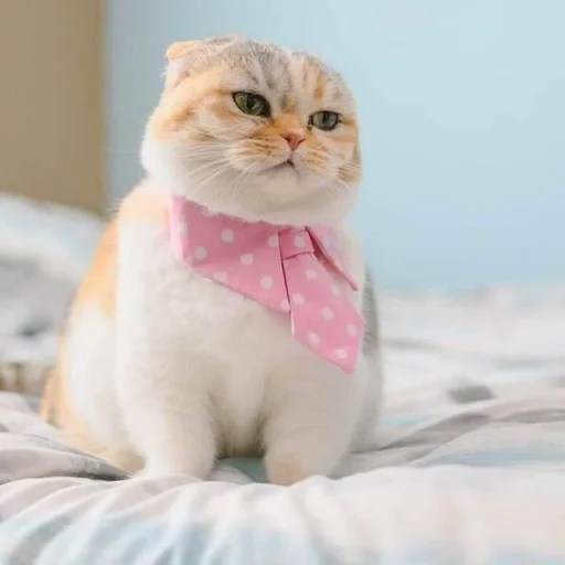 кот, котик, кот кот, розовый котя, кот снупи цвета