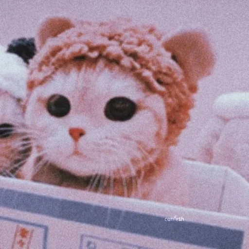 chat, chat mignon, chats mignons, chapeau de minou, esthétique de l'icône de chat