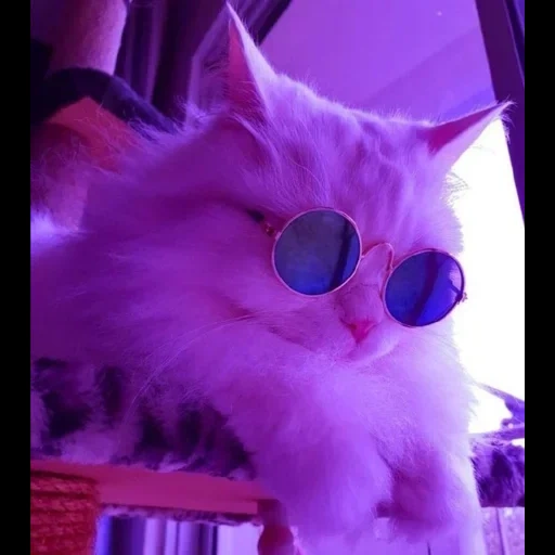 gato, lindo sello, gafas redondas gato, lindo gato es divertido