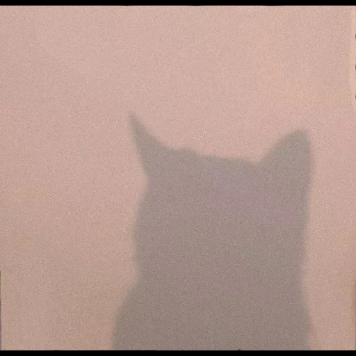 kucing, bayangan kucing, latar belakang kucing, kucing sederhana, kucing iphone flane