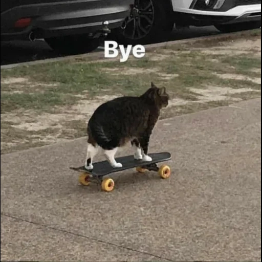 kucing, duduk kucing, jongkok kucing, di atas skateboard, cat swate goodbye