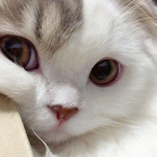cat, lovely cat, lovely seal, cute cat white, cute white kitten