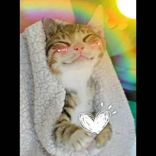 cat, dose cat, lovely seal, happy cat, funny cat 2021