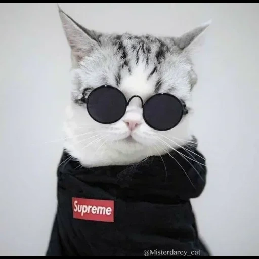 cats, pickup cat, suprim cat, meme cat, cool cat