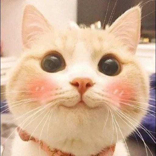 cat meme, meme cat, pikcha seal, cats are cute, lovely pickup cat