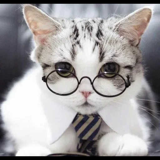 няшные котики, крутые белые коты очках