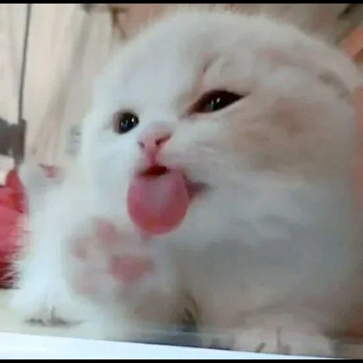 seal, mlem cat, lovely seal, favorite cat, cute cats are funny