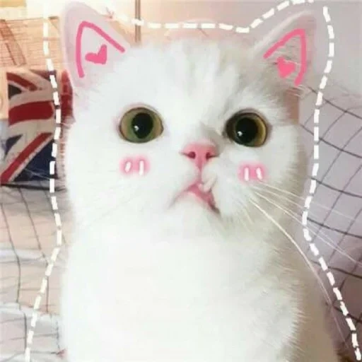 seal, cute cat, lovely seal, cute cat meme, cute memes of cats