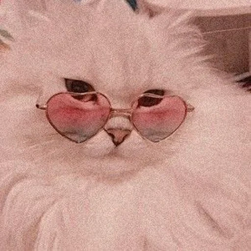 anjing laut yang lucu, kacamata kucing merah muda, kucing lucu itu lucu