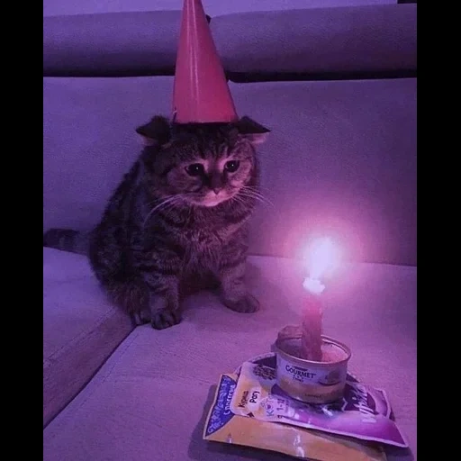 gato, wizard 101, soundcloud, cat triste, unfortunately clock isticking