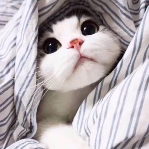 милые коты, милые котики, котенок одеяле, милый котик одеяле, фотографии милых котиков