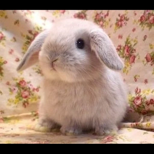 грустный кролик, маленькие кролики, кролик карликовый, карликовый вислоухий кролик, карликовый длинноухий кролик