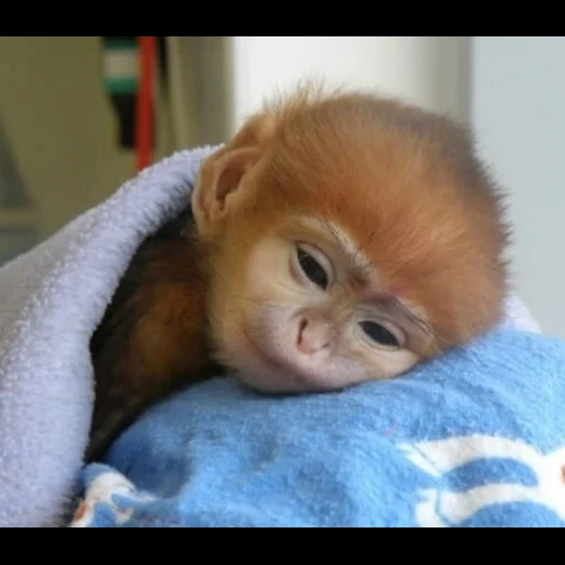 обезьянки, обезьянка спит, милая обезьянка, самые милые животные, фотографии животных милых