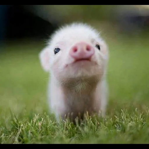 милая свинка, поросенок милый, свинка мини пиг, маленькие хрюшки, свинка маленькая