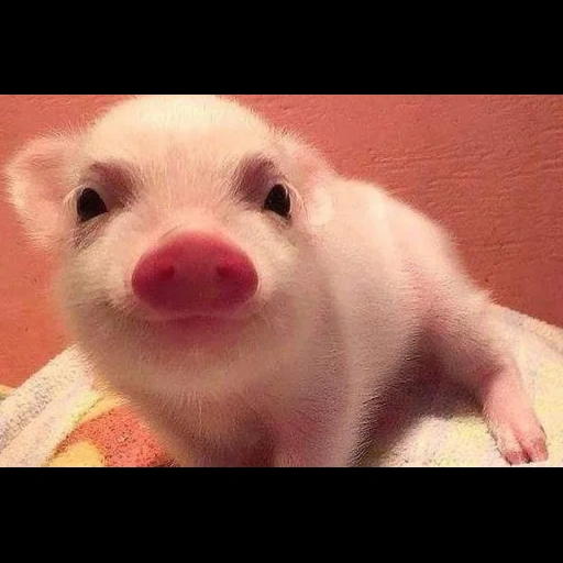 милые хрюшки, свинья милая, животные милые, поросенок милый, радостная свинка