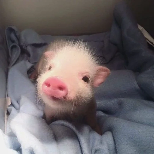 мини пиг, милая свинка, милый поросенок, маленькая свинка, свинки минипиг милые