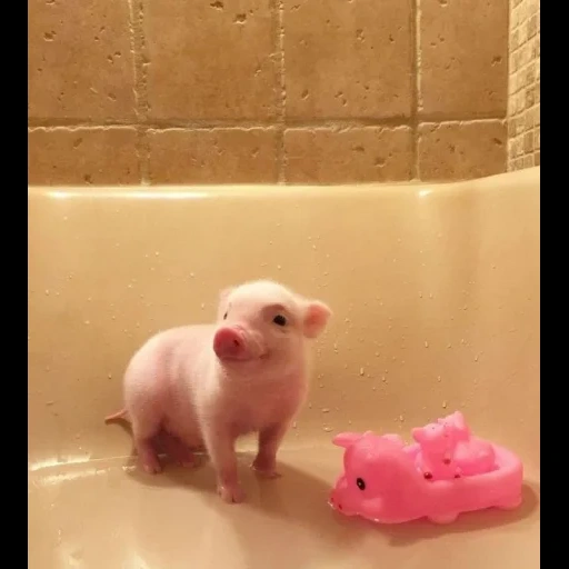 пиги свинки, baby animals, хрюшка ванной, свинка мини пиг, радостная свинка